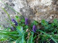 Muscari armeniacum Blue Grape Hyacinth blue flower among green grass, spring bloom concept Royalty Free Stock Photo