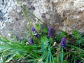 Muscari armeniacum Blue Grape Hyacinth blue flower among green grass, spring bloom concept Royalty Free Stock Photo