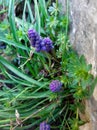 Muscari armeniacum Blue Grape Hyacinth blue flower among green grass, spring bloom concept Royalty Free Stock Photo