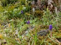 Muscari armeniacum Blue Grape Hyacinth blue flower among green grass, spring bloom concept Royalty Free Stock Photo