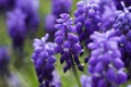 Muscari armeniacum, blue grape hyacinths is a perennial bulbous plant. Floral pattern, beautiful spring flowers in the flowerbed, Royalty Free Stock Photo