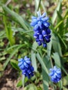 Muscari armeniacum botryoides or grape hyacinth Royalty Free Stock Photo