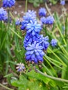 Muscari armeniacum botryoides or grape hyacinth Royalty Free Stock Photo