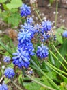 Muscari armeniacum botryoides or grape hyacinth Royalty Free Stock Photo