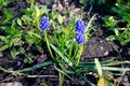 Muscari armeniacum botryoides or grape hyacinth Royalty Free Stock Photo