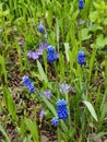 Muscari armeniacum botryoides or grape hyacinth Royalty Free Stock Photo