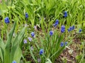 Muscari armeniacum botryoides or grape hyacinth Royalty Free Stock Photo