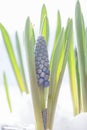 Muscari armeniacum botryoides or grape hyacinth in the snow Royalty Free Stock Photo