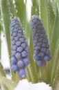 Muscari armeniacum botryoides or grape hyacinth Royalty Free Stock Photo