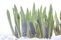 Muscari armeniacum botryoides or grape hyacinth in the snow Royalty Free Stock Photo