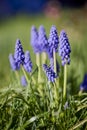 Muscari armeniacum close up, blue armenian grape hyacinths closeup Royalty Free Stock Photo