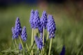 Muscari armeniacum close up, blue armenian grape hyacinths Royalty Free Stock Photo