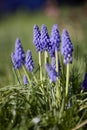 Muscari armeniacum close up, blue armenian grape hyacinths closeup Royalty Free Stock Photo