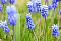 Muscari armeniacum flower in a defocused spring garden Royalty Free Stock Photo