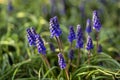 Muscari armeniacum flowering plant, blue spring bulbous grape hyacinth flowers in bloom in the garden Royalty Free Stock Photo