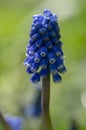 Muscari armeniacum flowering plant, blue spring bulbous grape hyacinth flowers in bloom in the garden Royalty Free Stock Photo