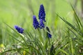 Muscari armeniacum flowering plant, blue spring bulbous grape hyacinth flowers in bloom in the garden Royalty Free Stock Photo