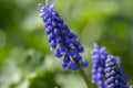 Muscari armeniacum flowering plant, blue spring bulbous grape hyacinth flowers in bloom in the garden Royalty Free Stock Photo