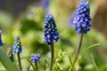 Muscari armeniacum flowering plant, blue spring bulbous grape hyacinth flowers in bloom in the garden Royalty Free Stock Photo