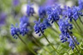 Muscari armeniacum flowering plant, blue spring bulbous grape hyacinth flowers in bloom in the garden Royalty Free Stock Photo