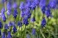 Muscari armeniacum flowering plant, blue spring bulbous grape hyacinth flowers in bloom in the garden Royalty Free Stock Photo