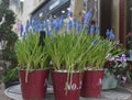 Muscari armeniacum flowers. Royalty Free Stock Photo