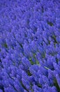 Muscari armeniacum or grape hyacinth Royalty Free Stock Photo
