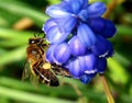 Muscari armeniacum (Grape Hyacinth) Royalty Free Stock Photo