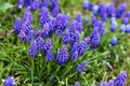 Muscari armeniacum. Grape hyacinth blooming in spring garden. Royalty Free Stock Photo