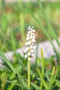 Muscari armeniacum grape hyacinth blooms in early spring. Macro white flower Muscari meadow. Muscari white grape hyacinth flowers Royalty Free Stock Photo