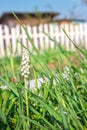 Muscari armeniacum grape hyacinth blooms in early spring. Macro white flower Muscari meadow. Muscari white grape hyacinth flowers Royalty Free Stock Photo