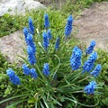 Grape Hyacinth -Muscari armeniacum - spikes of grape looking flowers Royalty Free Stock Photo