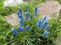 Grape Hyacinth -Muscari armeniacum - spikes of grape looking flowers Royalty Free Stock Photo