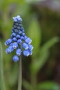 Muscari armeniacum or Grape hyacinth is genus of perennial bulbous plants native to Eurasia. muscari in garden in spring Royalty Free Stock Photo