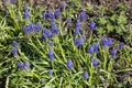 Muscari armeniacum