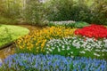 Muscari Armeniacum, Narcissus and Tulips Flowerbed Royalty Free Stock Photo