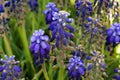 Muscari armeniacum ornamental spring flowers in bloom, armenian grape hyacinth, blooming blue garden plants and green leaves Royalty Free Stock Photo