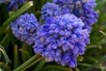 Muscari armeniacum ornamental spring flowers in bloom, armenian grape hyacinth, blooming blue garden plants and green leaves Royalty Free Stock Photo