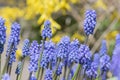 Muscari armeniacum ornamental springtime flowers in bloom, Armenian grape hyacinth flowering blue plants in the garden Royalty Free Stock Photo