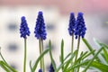 Muscari armeniacum ornamental springtime flowers in bloom, Armenian grape hyacinth flowering blue plants in the garden Royalty Free Stock Photo