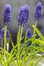 Muscari armeniacum ornamental springtime flowers in bloom, Armenian grape hyacinth flowering blue plants in the garden Royalty Free Stock Photo