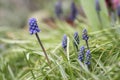 Muscari armeniacum ornamental springtime flowers in bloom, Armenian grape hyacinth flowering blue plants in the garden Royalty Free Stock Photo