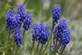 Muscari armeniacum ornamental springtime flowers in bloom, Armenian grape hyacinth flowering blue plants in the garden Royalty Free Stock Photo