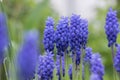 Muscari armeniacum ornamental springtime flowers in bloom, Armenian grape hyacinth flowering blue plants in the garden Royalty Free Stock Photo