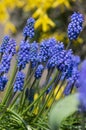 Muscari armeniacum ornamental springtime flowers in bloom, Armenian grape hyacinth flowering blue plants in the garden Royalty Free Stock Photo