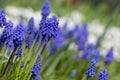 Muscari armeniacum ornamental springtime flowers in bloom, Armenian grape hyacinth flowering blue plants in the garden Royalty Free Stock Photo