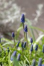 Muscari armeniacum ornamental springtime flowers in bloom, Armenian grape hyacinth flowering blue plants in the garden Royalty Free Stock Photo