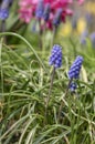 Muscari armeniacum ornamental springtime flowers in bloom, Armenian grape hyacinth flowering blue plants in the garden Royalty Free Stock Photo