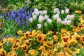 Muscari Armeniacum, Pansies and Tulips Flowerbed Royalty Free Stock Photo