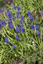 Muscari armeniacum